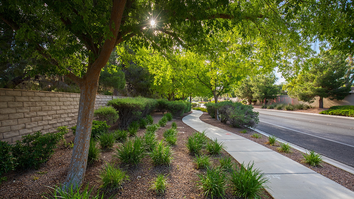 Variety of trees featured in home landscape design