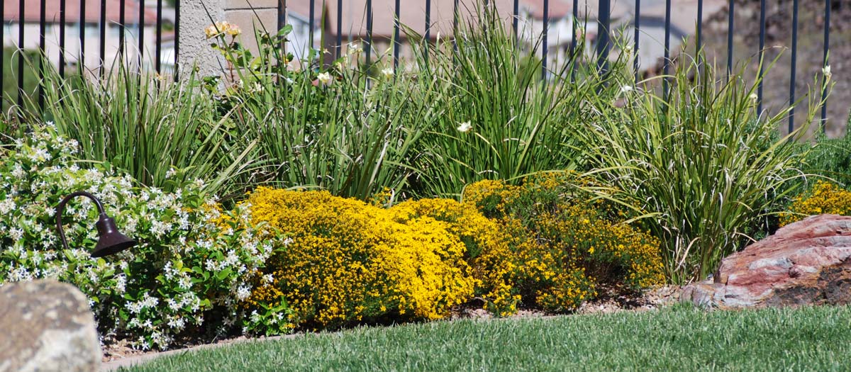 Desert landscaping