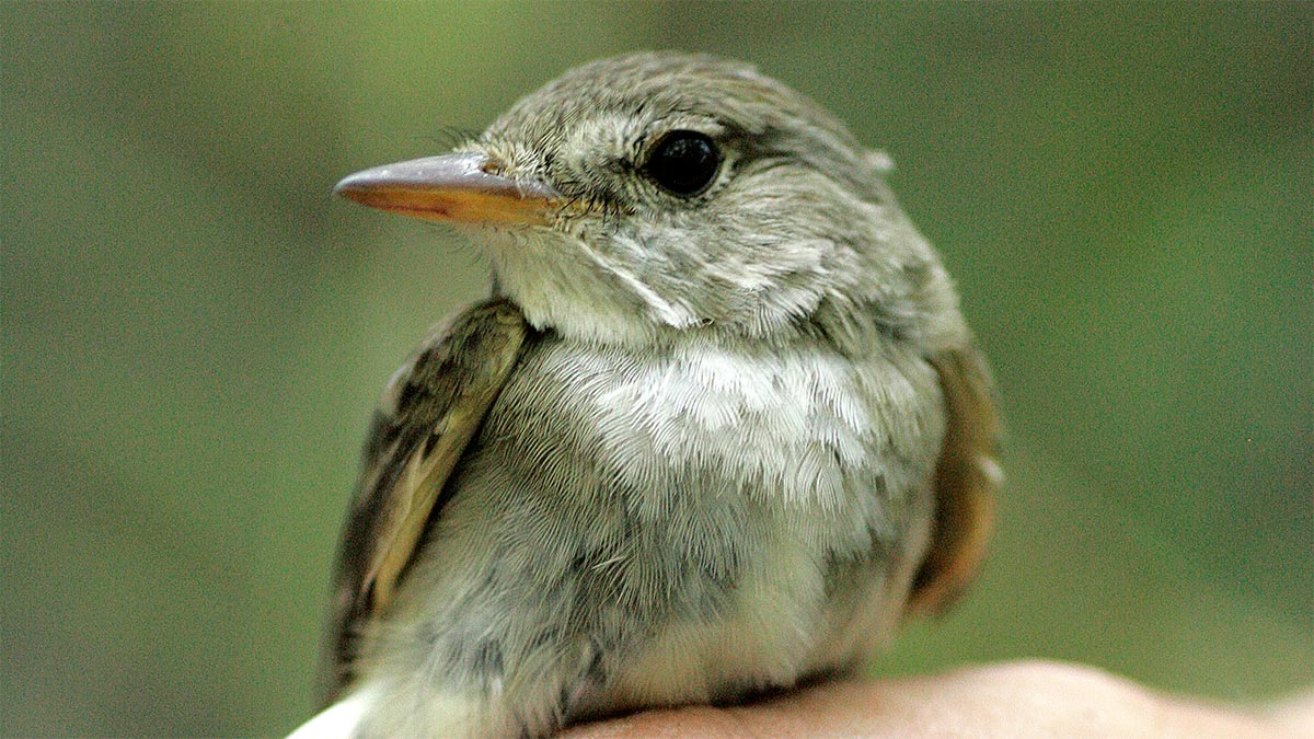 Southwestern willow flycatcher bird.