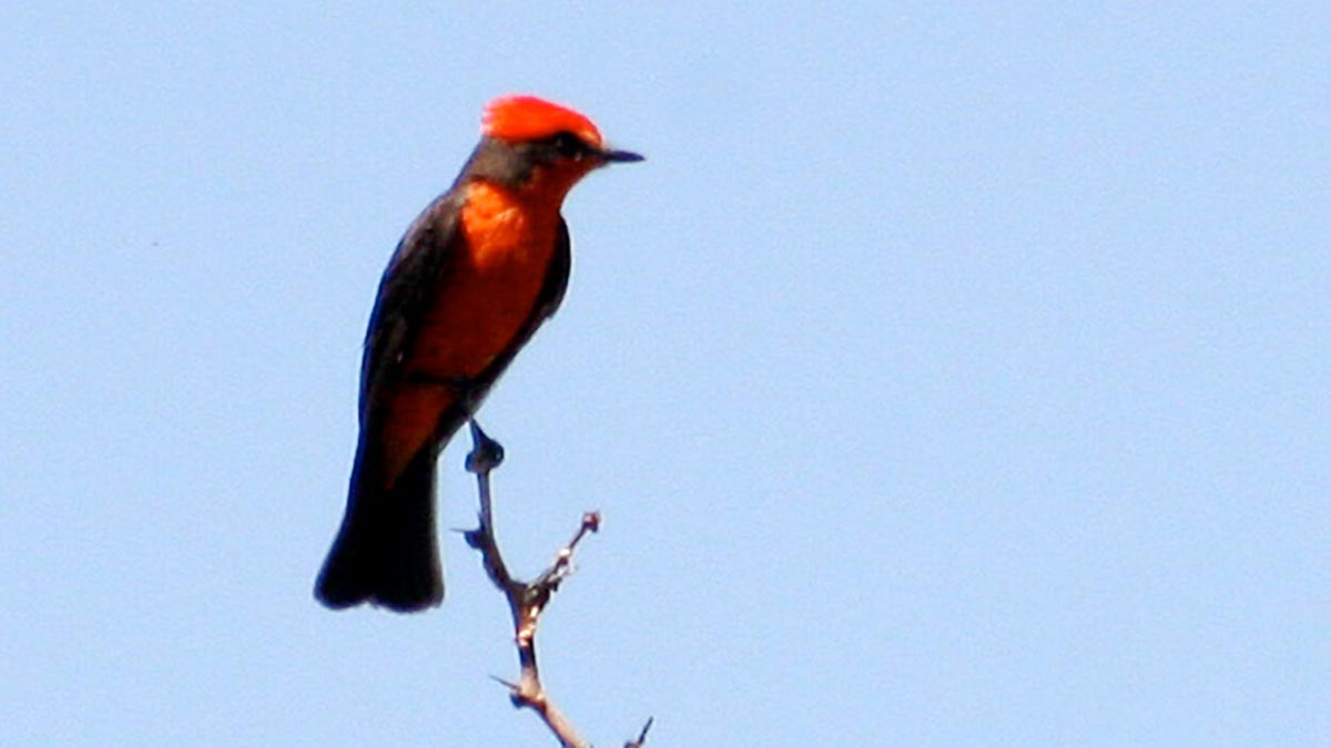 Vermilion flycatcher bird.