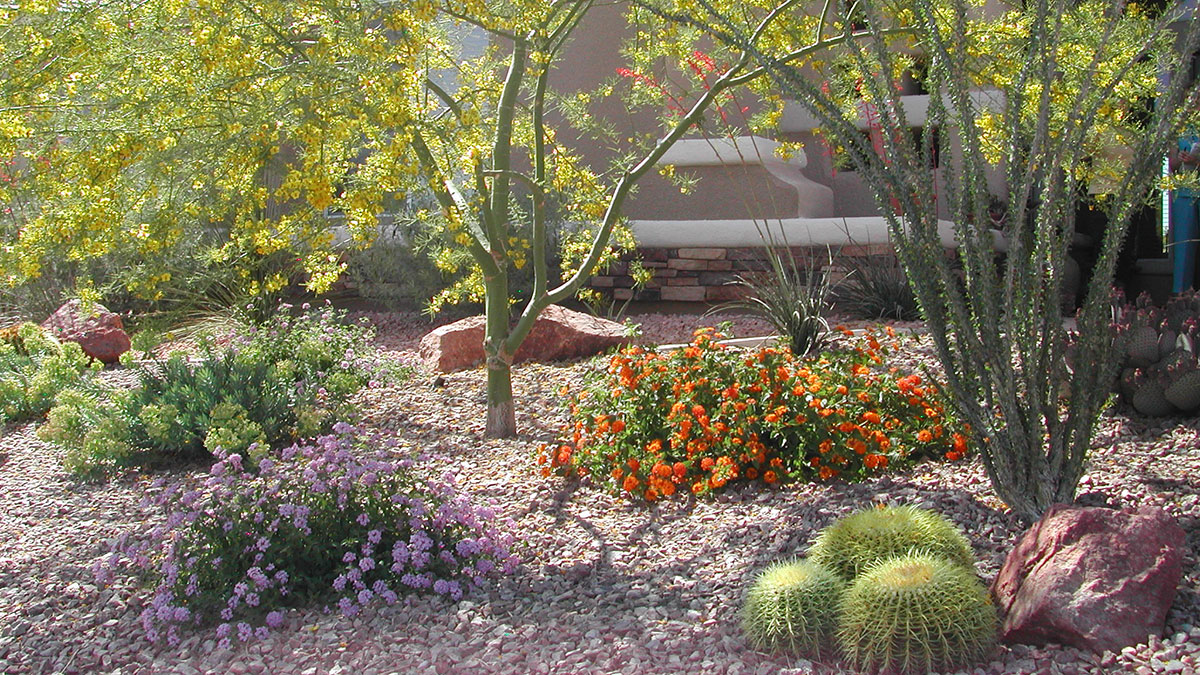 Water-smart landscape featuring desert-adapted plants