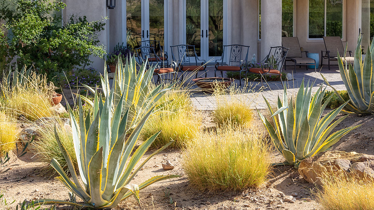 Water-smart landscape with desert-friendly plants