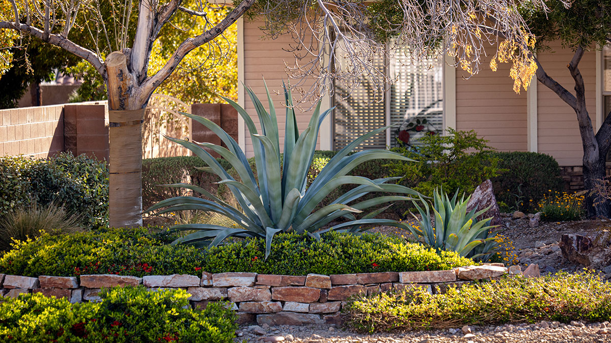 Water-smart landscape featuring desert-adapted plants