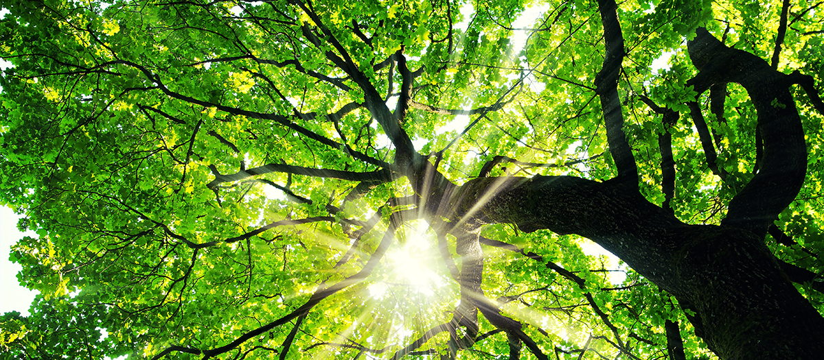 Light shining through tree