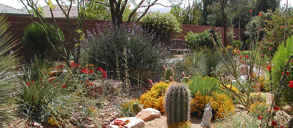 Desert landscape